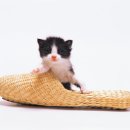 날으는고양이 이미지