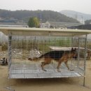 도그하우스 이미지