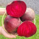 띠앗농장 | 햇비트 제주 비트 레드비트 효능과 먹는법 건강식품 추천