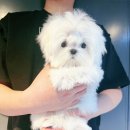 탑클래스 펫 부천점 이미지