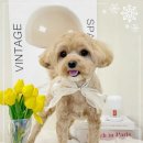 부티크멍 애견미용실 이미지