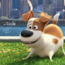 마이펫의 이중생활 이미지