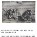 조선시대 이미지
