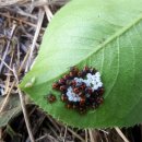 동해농약종묘사 이미지