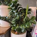 동상동제일교회 뼈큰감자탕집 앞 | 양재 맛집,양재 뼈해장국 맛집 초무 감자탕 - 주차 가능, 혼밥 완벽 후기