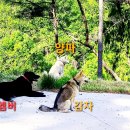 달코