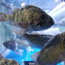 동해대게수협1호 이미지