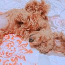 샤워하는 강아지 이미지