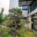 강남-266 이미지