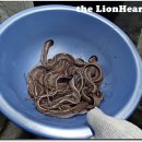 해강장어 이미지