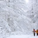 1월 7일 토요당일 -＜블랙야크100＞- 지리산 바래봉 신청안내(28인승) 이미지