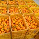 한스바움 이미지