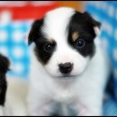 용고개농장 이미지