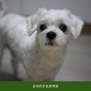 운정튼튼동물병원 | 파주동물병원 운정튼튼동물병원 보호자들이 많이 확인하는 선택 기준