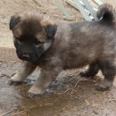 하룻 강아지 이미지