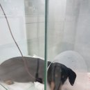 유동물의료센터 이미지