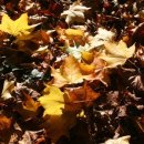 사니정원 이미지