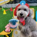 포포퍼피 이미지