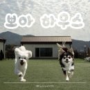 화도마트 | 강화도 뽀아하우스 애견동반숙소 펜션 다녀온 후기 대빵 추천 내돈내산
