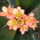 남사농장 이미지