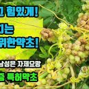 실새삼-차로 마시는 정력보강제! 신체허약증과 발기부전, 유정과 유뇨치료, 간기능이 개선되고 눈이밝아지며, 태아를 안정시키고 습관성유산 이미지