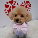 D-Style(디스타일) 이미지