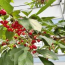 (주)우선팜 이미지