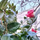 동백어린이집 | <걷기> ;; 부산 다대포역~다대도서관~아미산노을마루길~아미산 전망대~홍티고개~응봉 봉수대~다대현대...