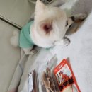 저르 이미지