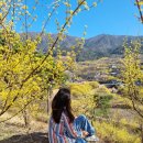 움직이는 마을 | 구례산수유축제 주차 구례 산수유 마을 실시간 후기와 포인트 총정리