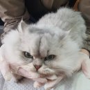 알았당개 이미지