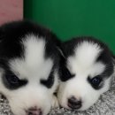 dog's 애견샵 이미지