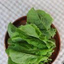 오토오아시스 은빛점 | 가평 솔바람 캠핑장 후기(9/17~19)