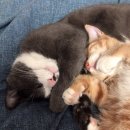 호인덴탈 | 고양이치약 추천 [정글몬스터 캣 덴탈워터 구강청결제]