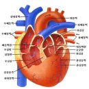 심장비대증(hypertrophy cardiac)및 심장확장증(cardiac enlargement) 이미지