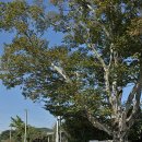 구례동중학교 | (전남여행/구례여행)지리산둘레길을 만나다 동방천~황전마을 화엄사입구지리산 남부 탐방안내소.