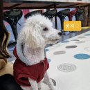 뉴욕도그랜드 이미지