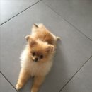 더편한동물병원 이미지