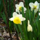 수선화[Amaryllidaceae (수선화과) ＞ Narcissus (수선화속) ＞ tazetta ＞ chinensis (수선화)] 이미지