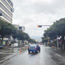 중앙로가로수 이미지