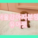 강아지분양 더펫 이미지