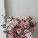 라미아로사LamiaRosa