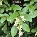 브엘라해로이 이미지