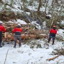 울진소나무 이미지