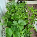 칠보농장 이미지