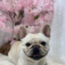 감자펫