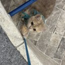 고양이카페 루프캣미 명동점 이미지