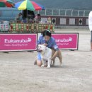 애견전람회 이미지