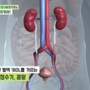 닥터의 경고, 콩팥질환 이미지