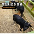34P : 용인 동천자연식물원 아이와 가기좋은 미니동물원 레일썰매 숲놀이터 이용후기